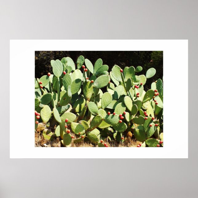 Prickly pear cactus poster (Front)