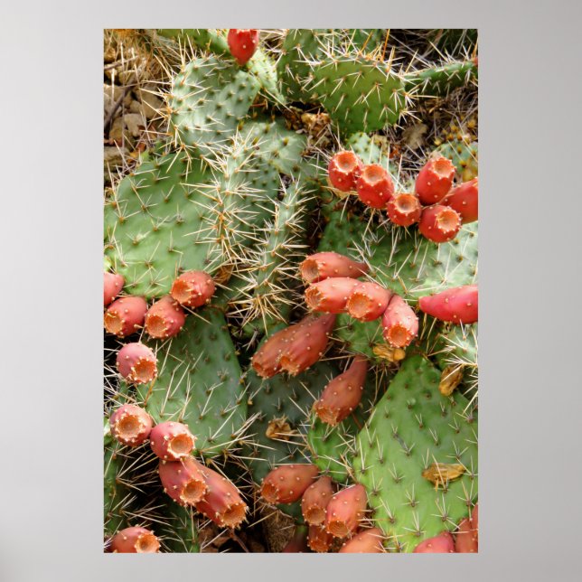 Prickly Pear Cactus Poster (Front)