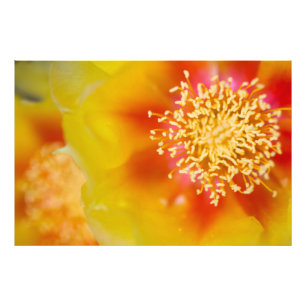 Prickly Pear flowers Photo Print