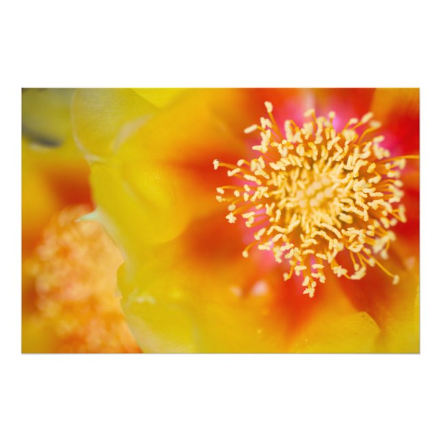 Prickly Pear flowers Photo Print (Front)