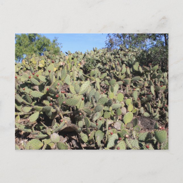 Prickly Pear Gifts Postcard (Front)