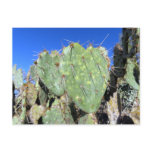 Prickly Pear Hearts Postcard