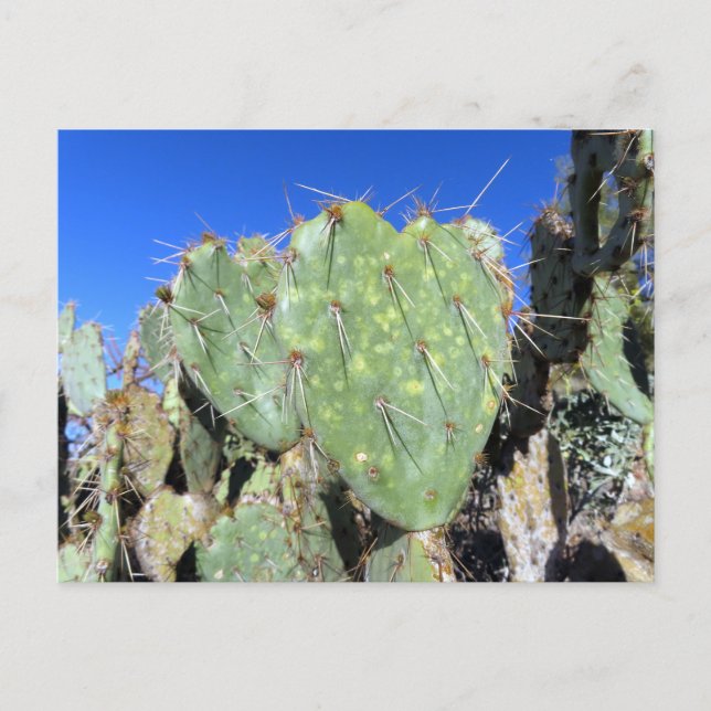 Prickly Pear Hearts Postcard (Front)