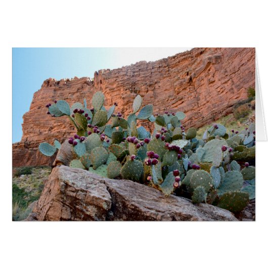 Prickly Pear in Grand Canyon Cards (Front Horizontal)