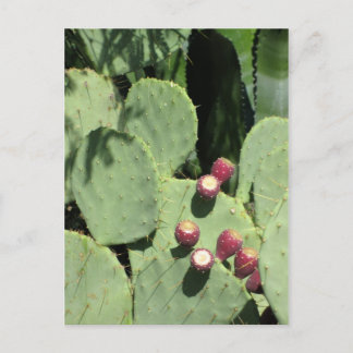 Prickly pears, postcard