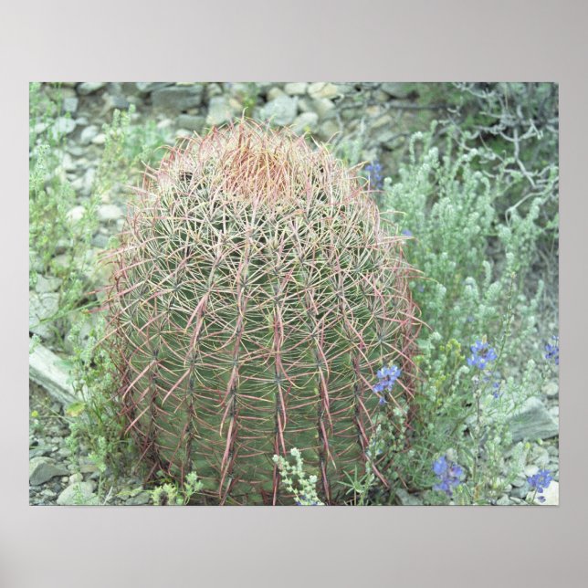 Prickly Pink Petals Cactus Desert Photo Poster (Front)