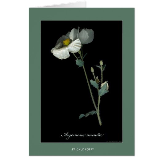 Prickly Poppy Botanical Print Cards (Front)