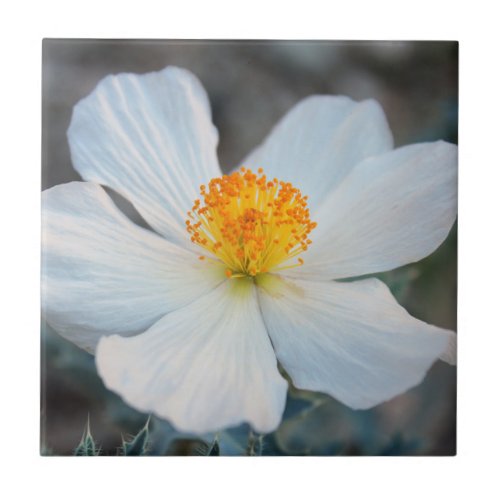 Prickly Poppy _ White and Yellow Six Petal Flower  Ceramic Tile