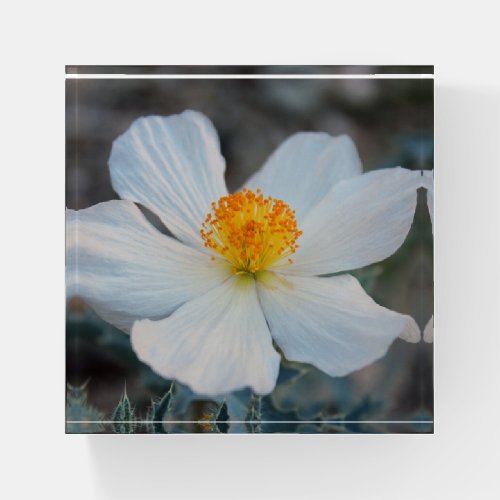 Prickly Poppy _ White and Yellow Six Petal Flower  Paperweight