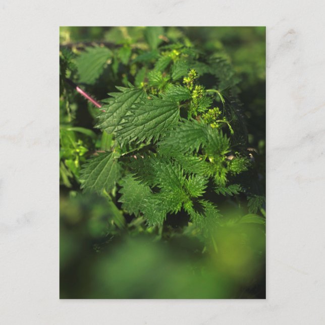 Prickly stinging nettle postcard (Front)
