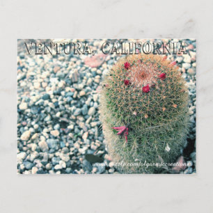 Prickly Ventura Postcard
