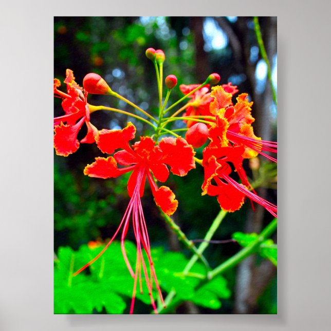 Pride of Barbados Stretched Canvas Print (Front)