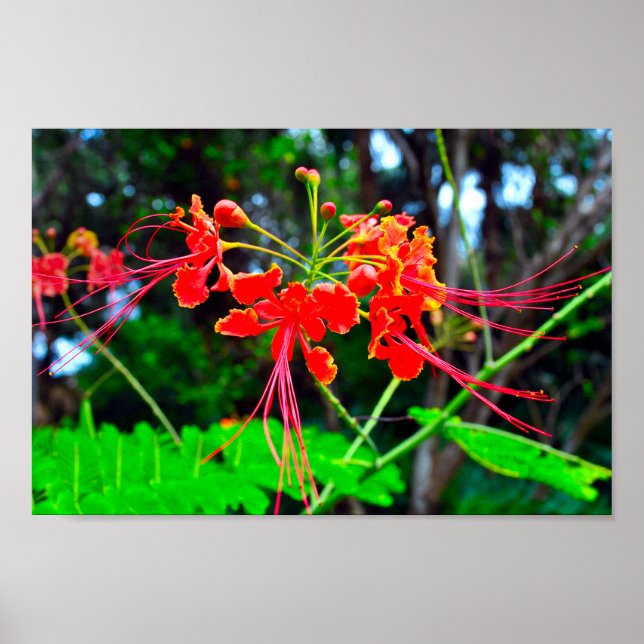 Pride of Barbados Stretched Canvas Print (Front)