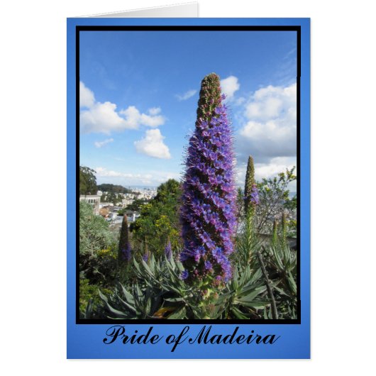 Pride Of Madeira Flower Cards (Front)
