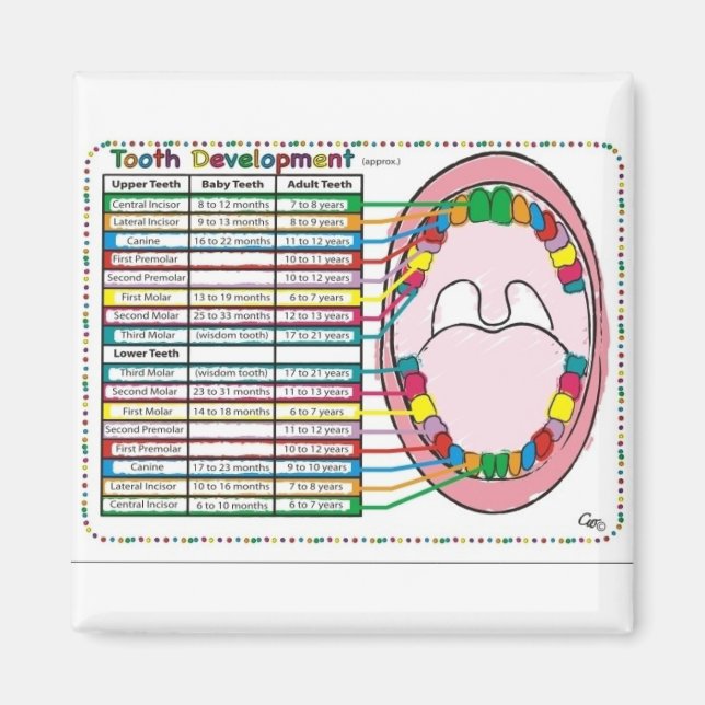 Primary/Adult Tooth Eruption Timetable Magnet (Front)