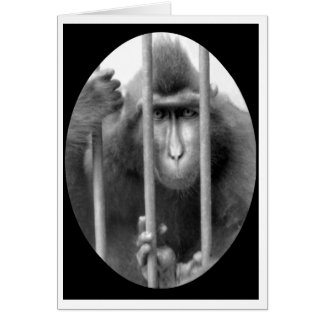 Primate without Parole Cards