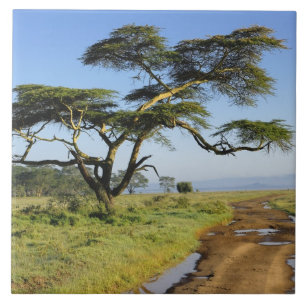Primitive dirt road and acacia tree, Lake Nakuru Ceramic Tile