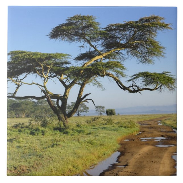 Primitive dirt road and acacia tree, Lake Nakuru Ceramic Tile (Front)