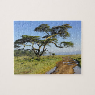 Primitive dirt road and acacia tree, Lake Nakuru Jigsaw Puzzle