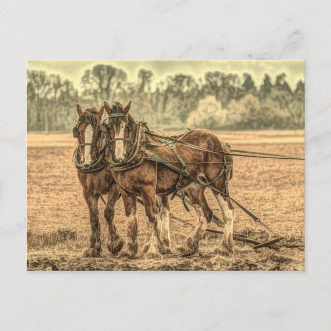 Primitive Western country farm animal draft horses Postcard (Front)