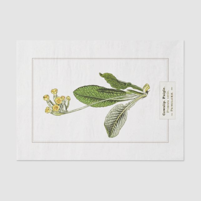 Primrose Botanical Illustration 1885 Tissue Paper (Front)