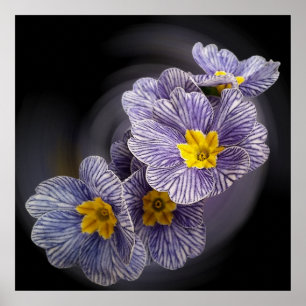 Primrose flowers poster