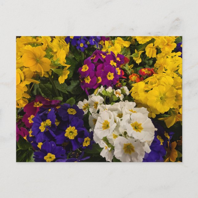 Primrose Postcard (Front)