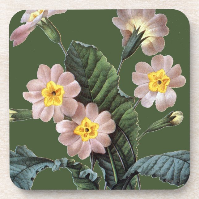 Primrose (Primula Aucalis) Drink Coaster (Front)