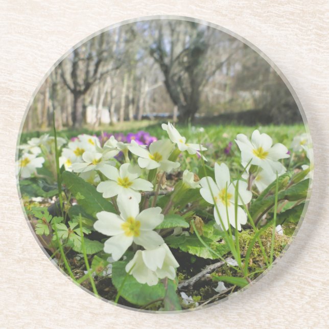 Primrose (Primula vulgaris) Coaster (Front)