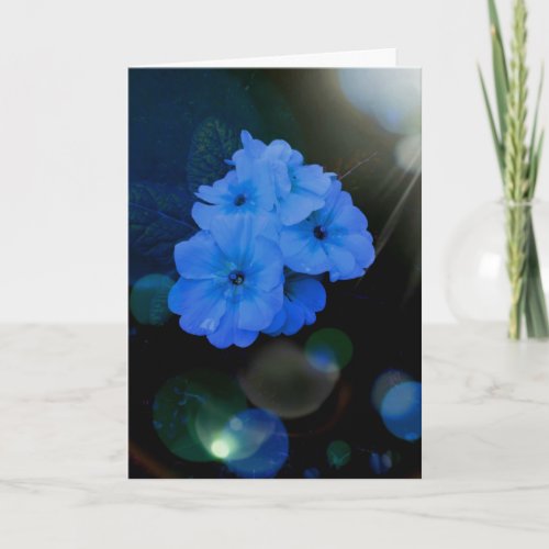 Primroses flowers in blue card