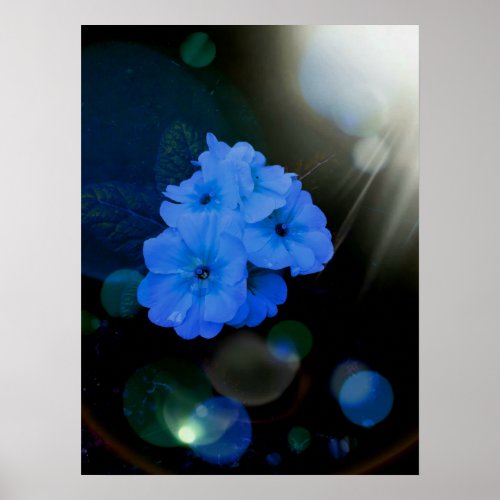 Primroses flowers in blue poster