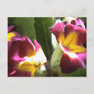 primroses postcard