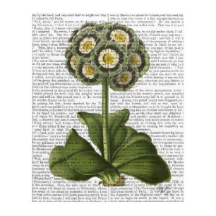 Primula Auricula Blue Acrylic Print
