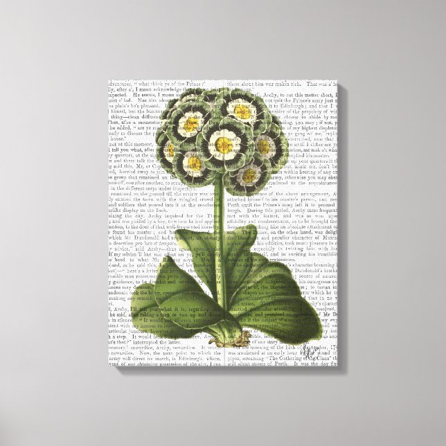 Primula Auricula Blue Canvas Print (Front)