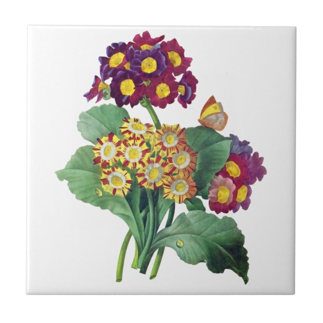Primula Auricula - Cowslip- Pierre Joseph Redoute Tile (Front)