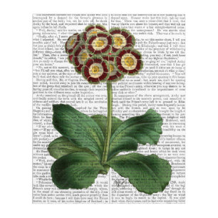 Primula Auricula Red Acrylic Print