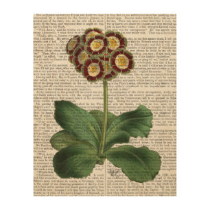 Primula Auricula Red Wood Wall Art