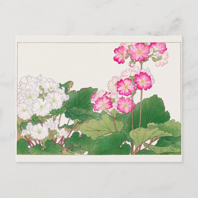 Primula by Tanigami Konan Postcard (Front)