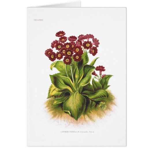 Primula hybrid cards (Front)