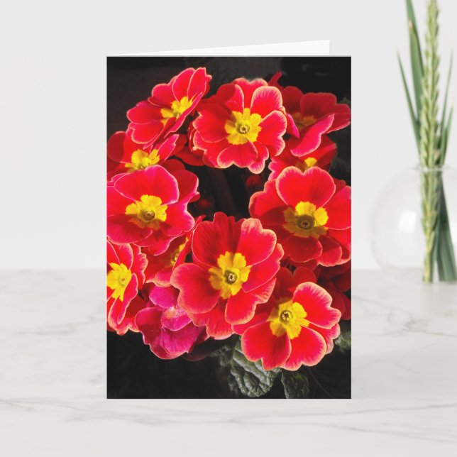 Primula in springtime holiday card (Front)