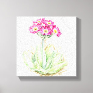 Primula pink canvas fine art wrap print