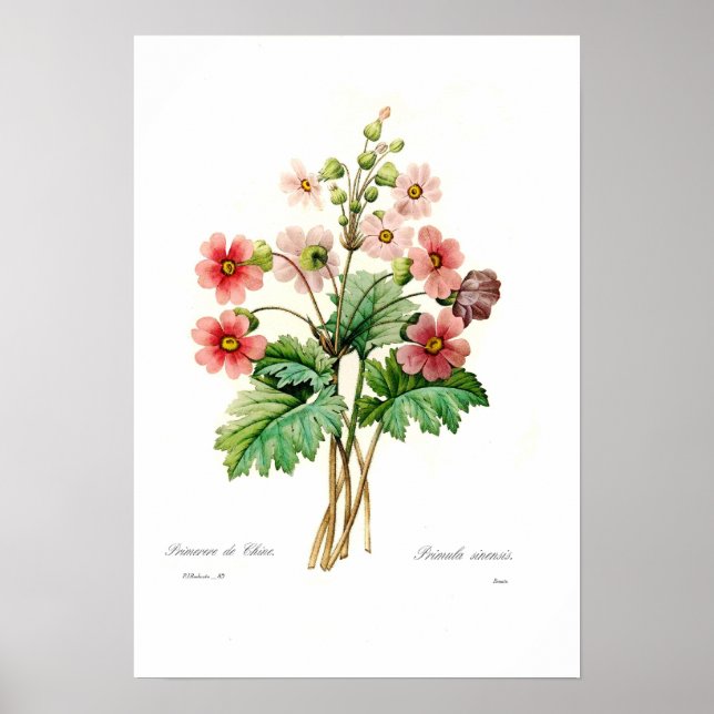 Primula sinensis poster (Front)