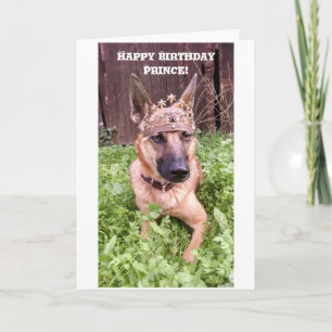 Prince Birthday Card with Belgian Malinois