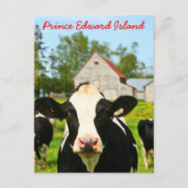 Prince Edward Island Dairy Cow Postcard