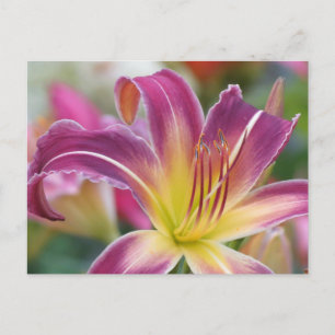 Prince of Purple - Daylily Postcard