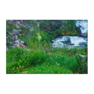 Prince of the Forest Acrylic Print