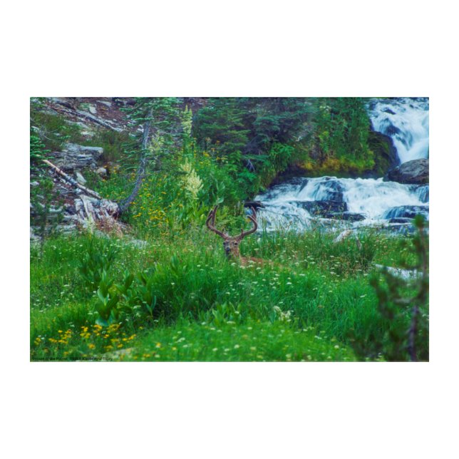 Prince of the Forest Acrylic Print (Front)