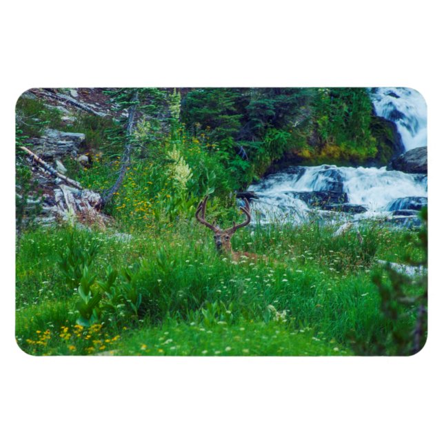 Prince of the Forest Magnet (Horizontal)