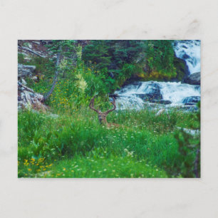 Prince of the Forest Postcard