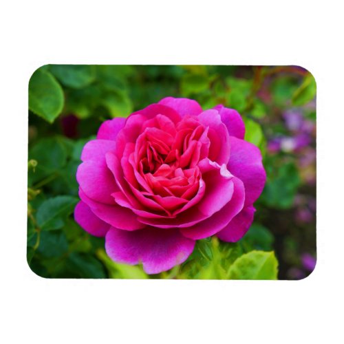 Princess Anne Rose 1 Magnet